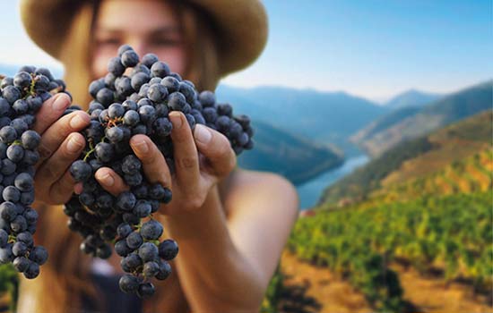 Grape harvest festival by train